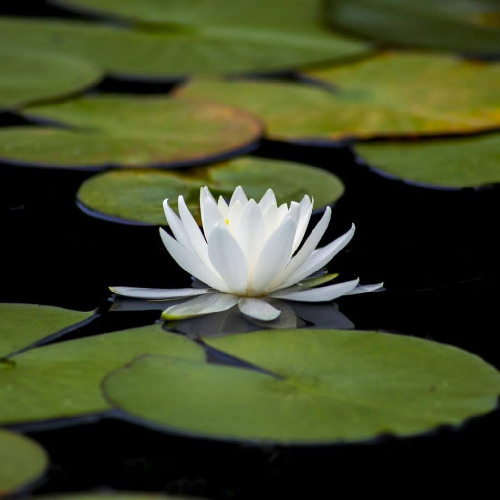 Witness Meditation: The Power in Awareness