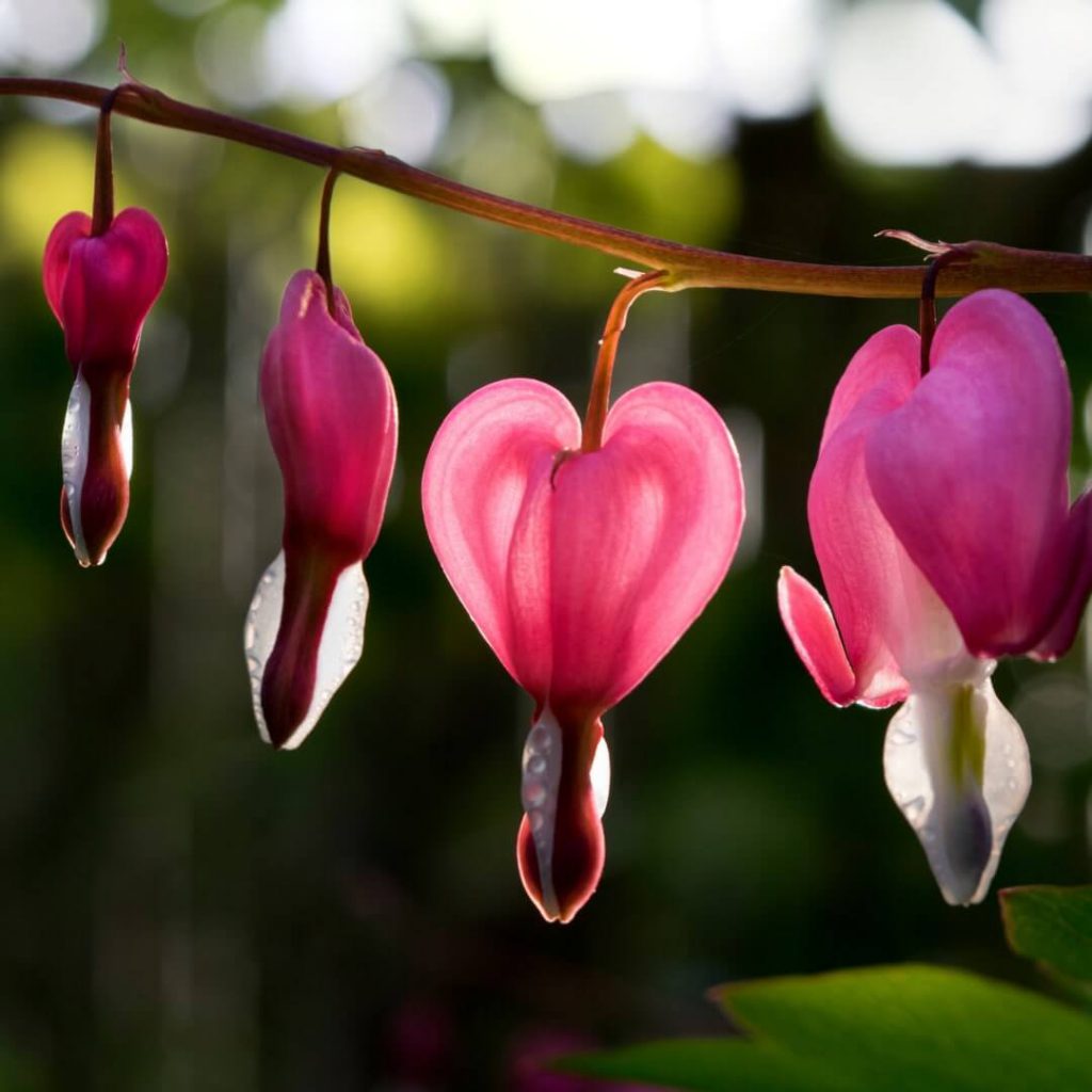 Your Heart is the Divine Heart: Exploring the Tantric Teachings on Self-Recognition